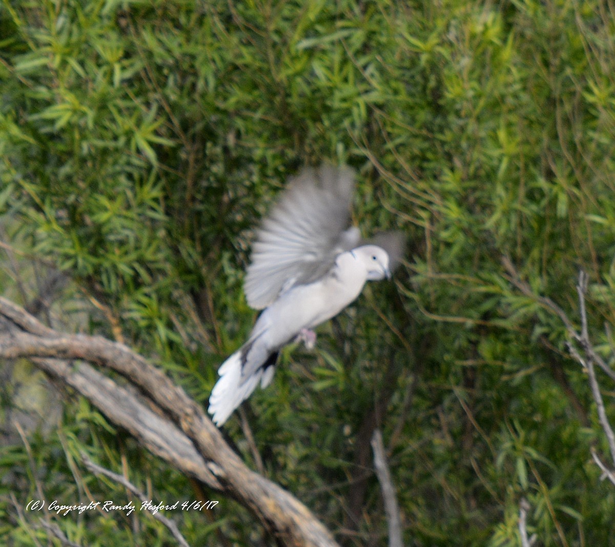 Eurasian Collared-Dove - Randy Hesford