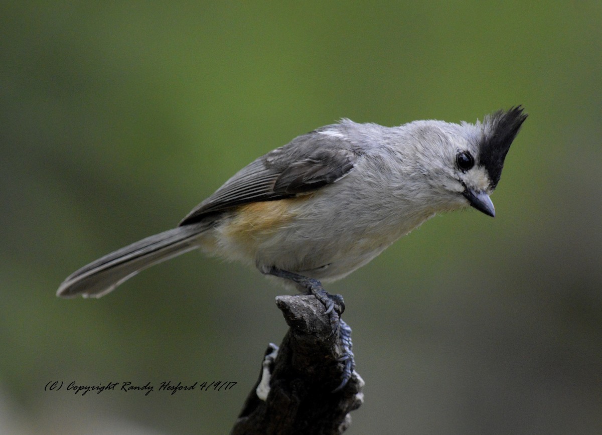 Black-crested Titmouse - ML131858751