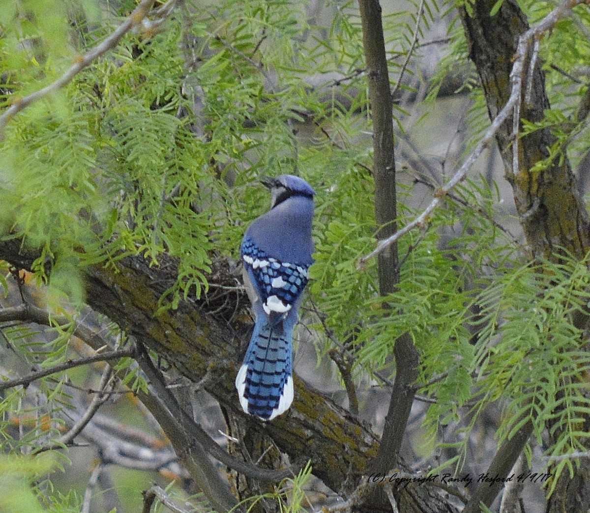 Blauhäher - ML131859011