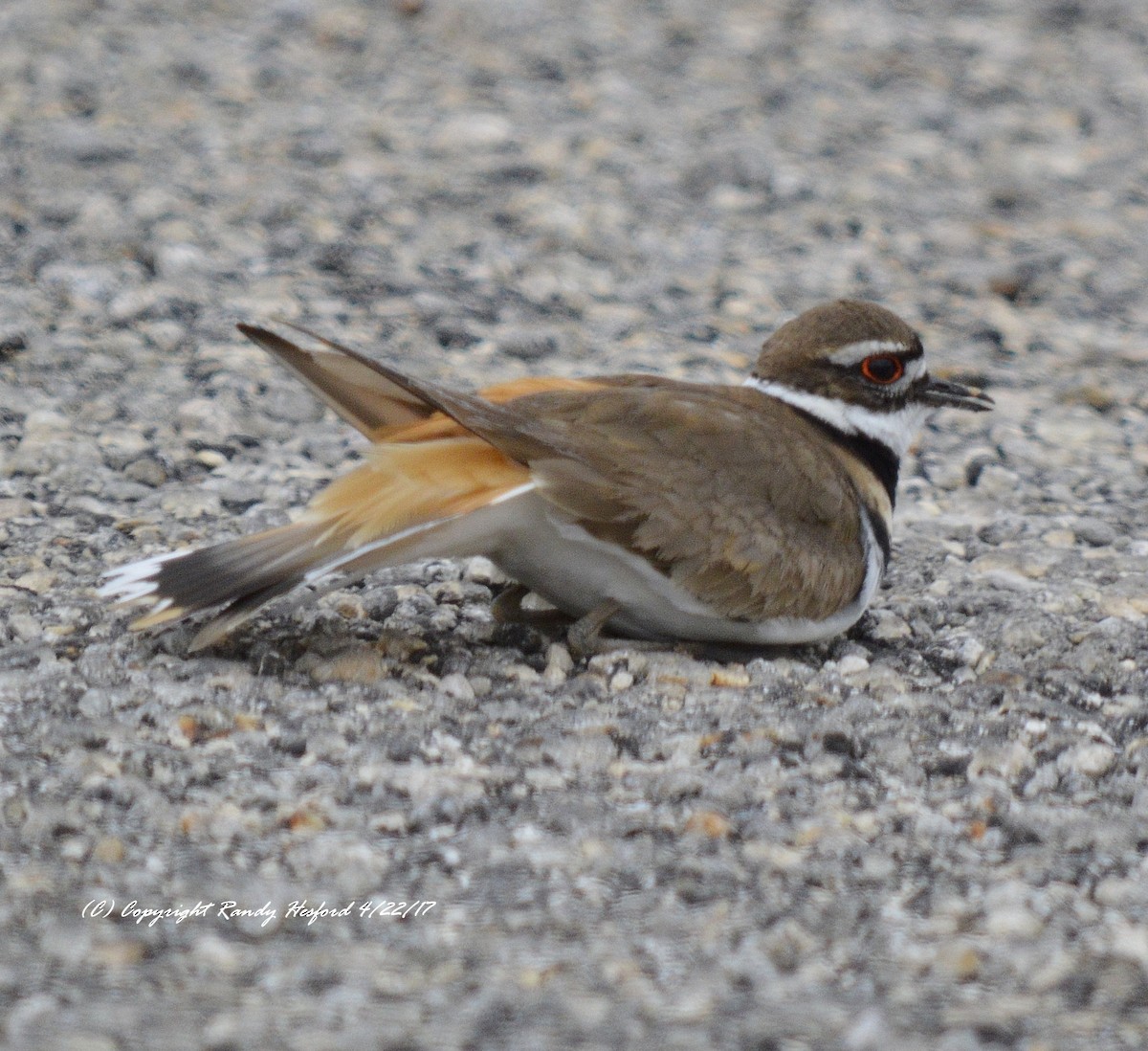 Killdeer - ML131861261