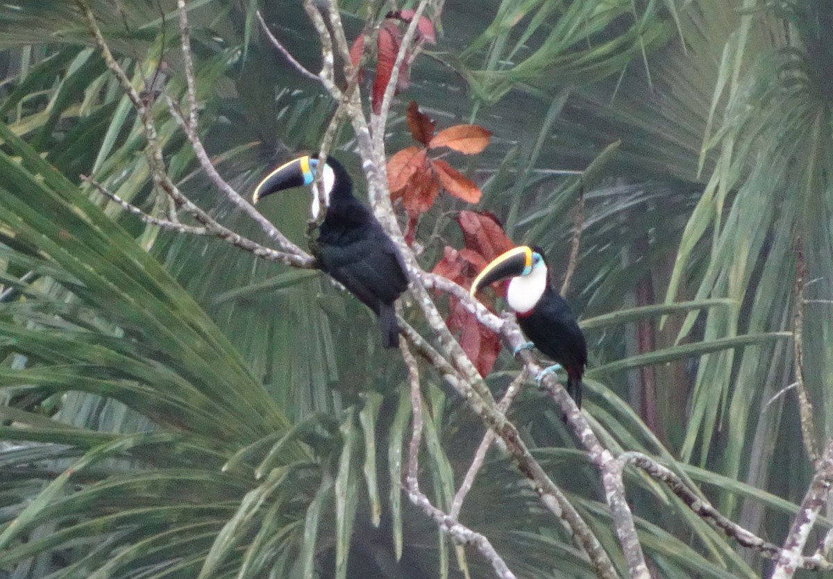 White-throated Toucan - ML131861541