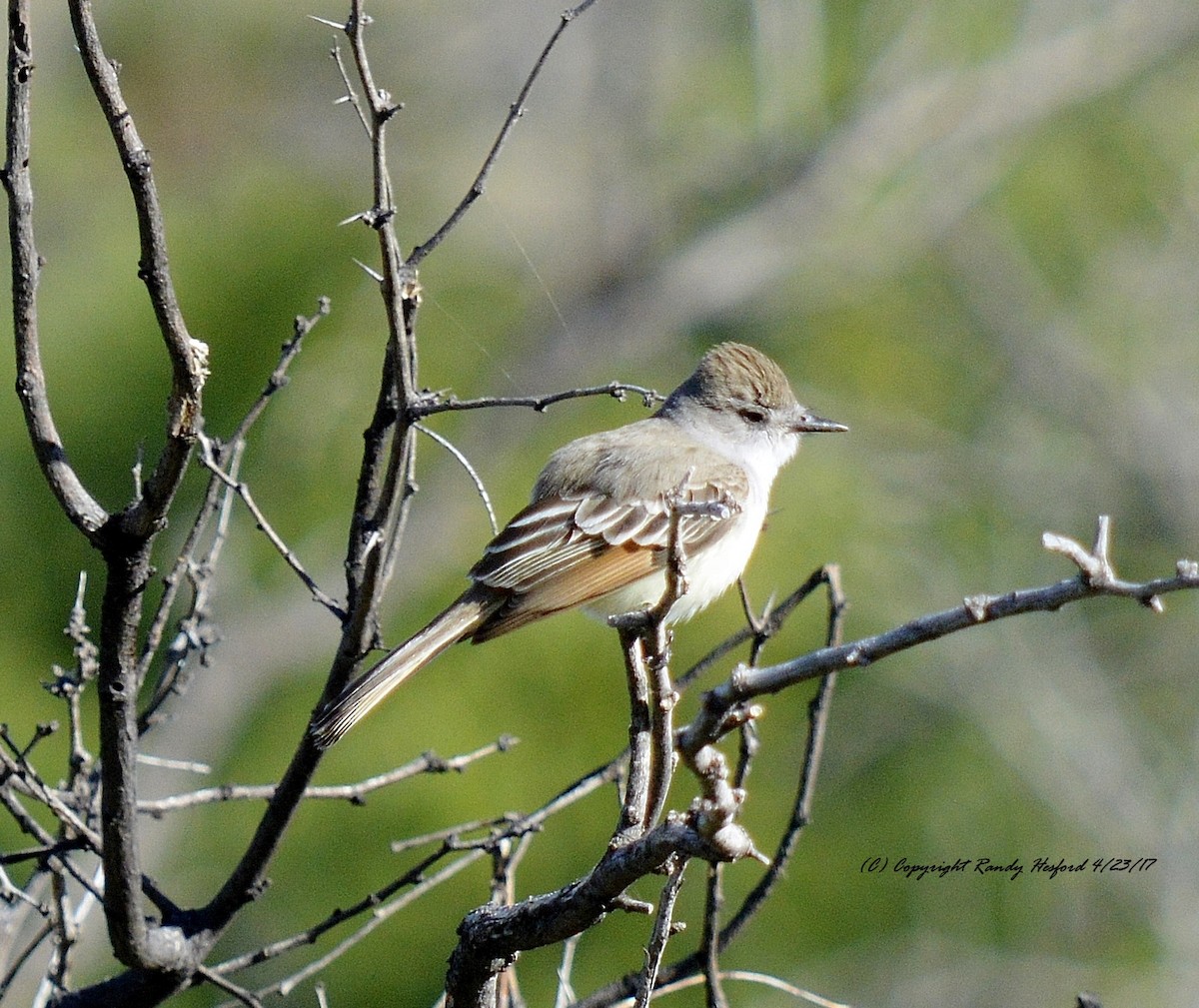 Ash-throated Flycatcher - Randy Hesford