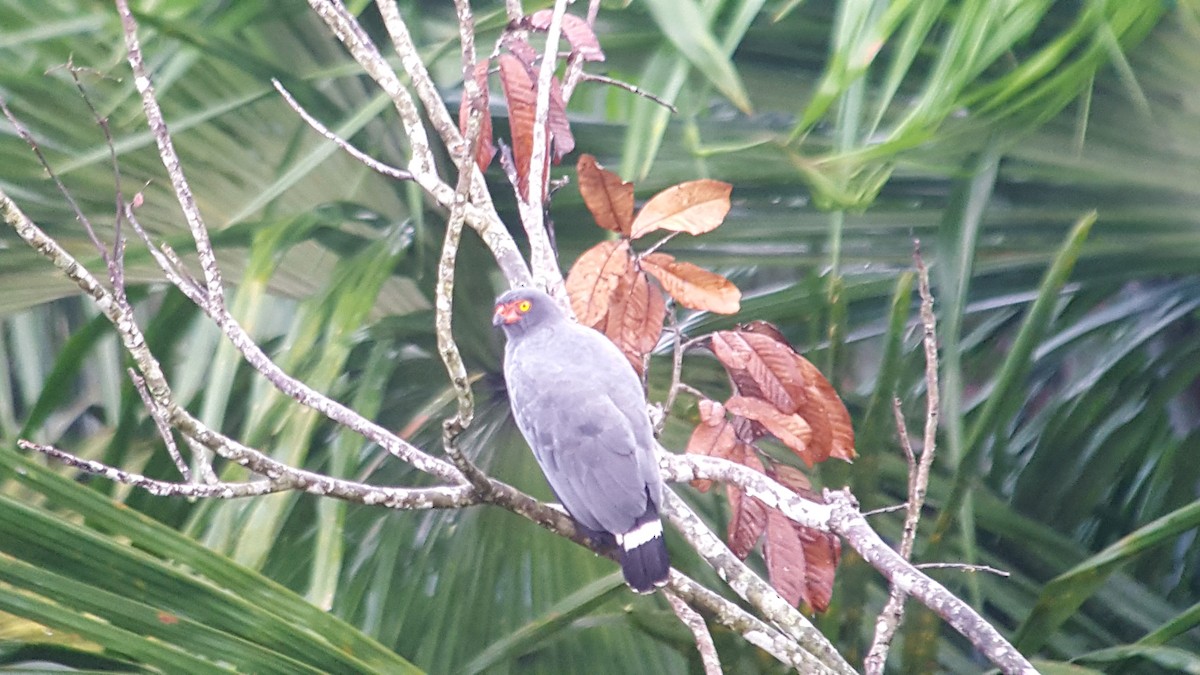 Slate-colored Hawk - ML131861761