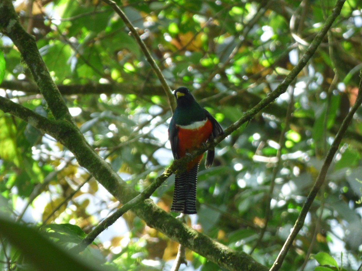 Jungferntrogon - ML131861871