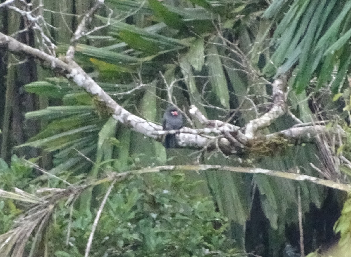 White-fronted Nunbird - ML131861881