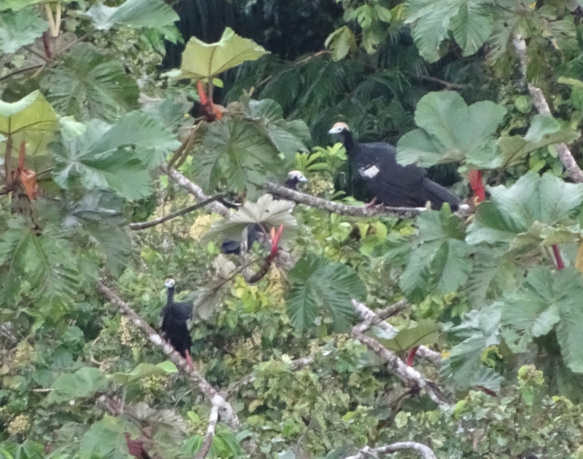 Blue-throated Piping-Guan - ML131861941