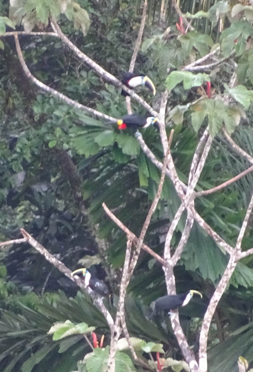 Channel-billed Toucan - ML131862071