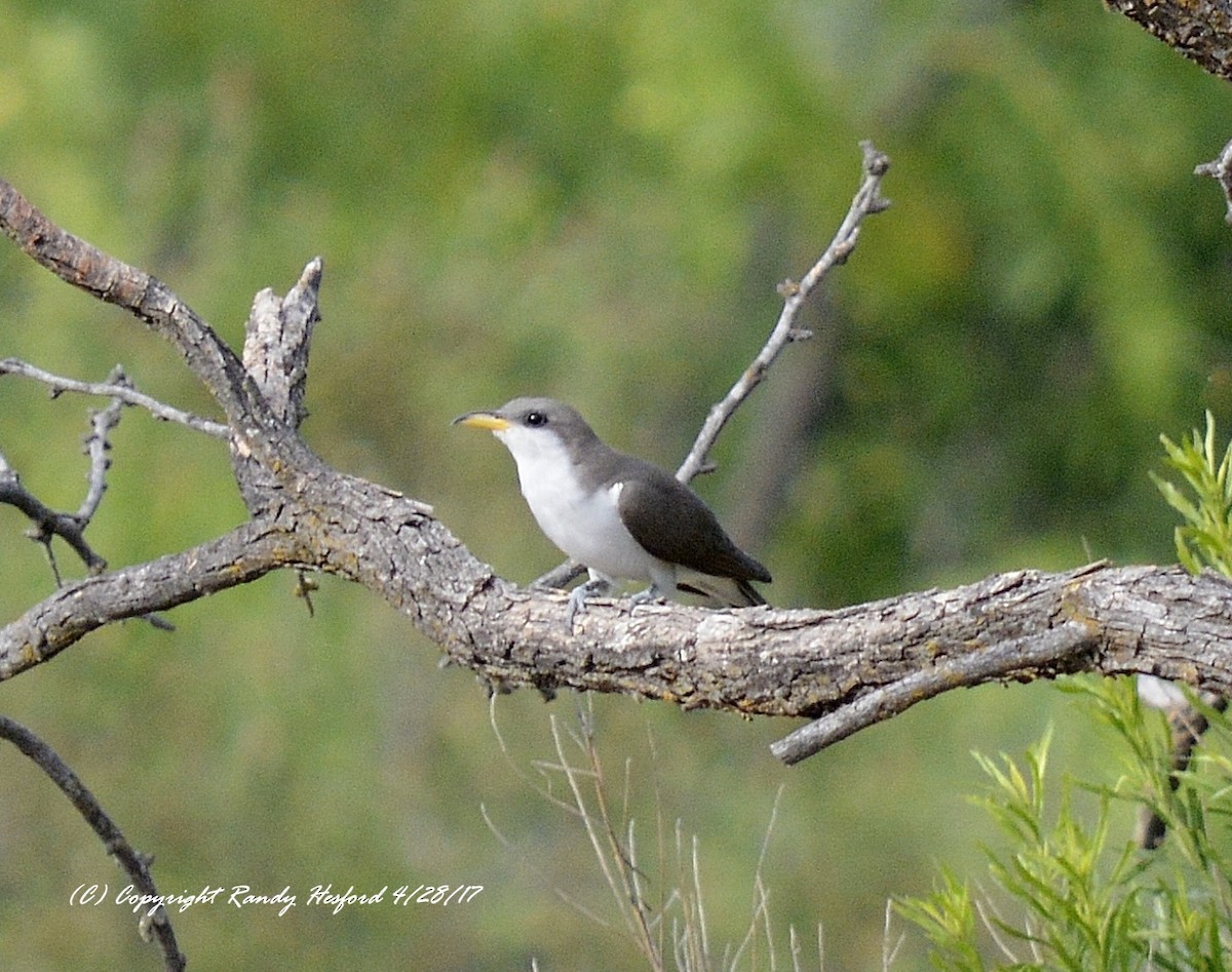 Yellow-billed Cuckoo - ML131862321