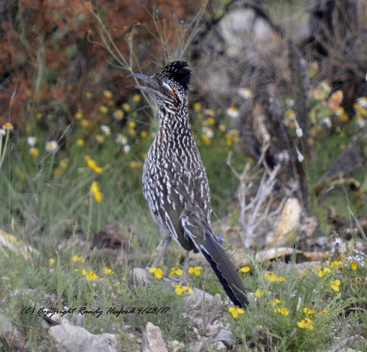 Greater Roadrunner - ML131862361