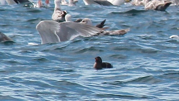 Rhinoceros Auklet - ML131862681