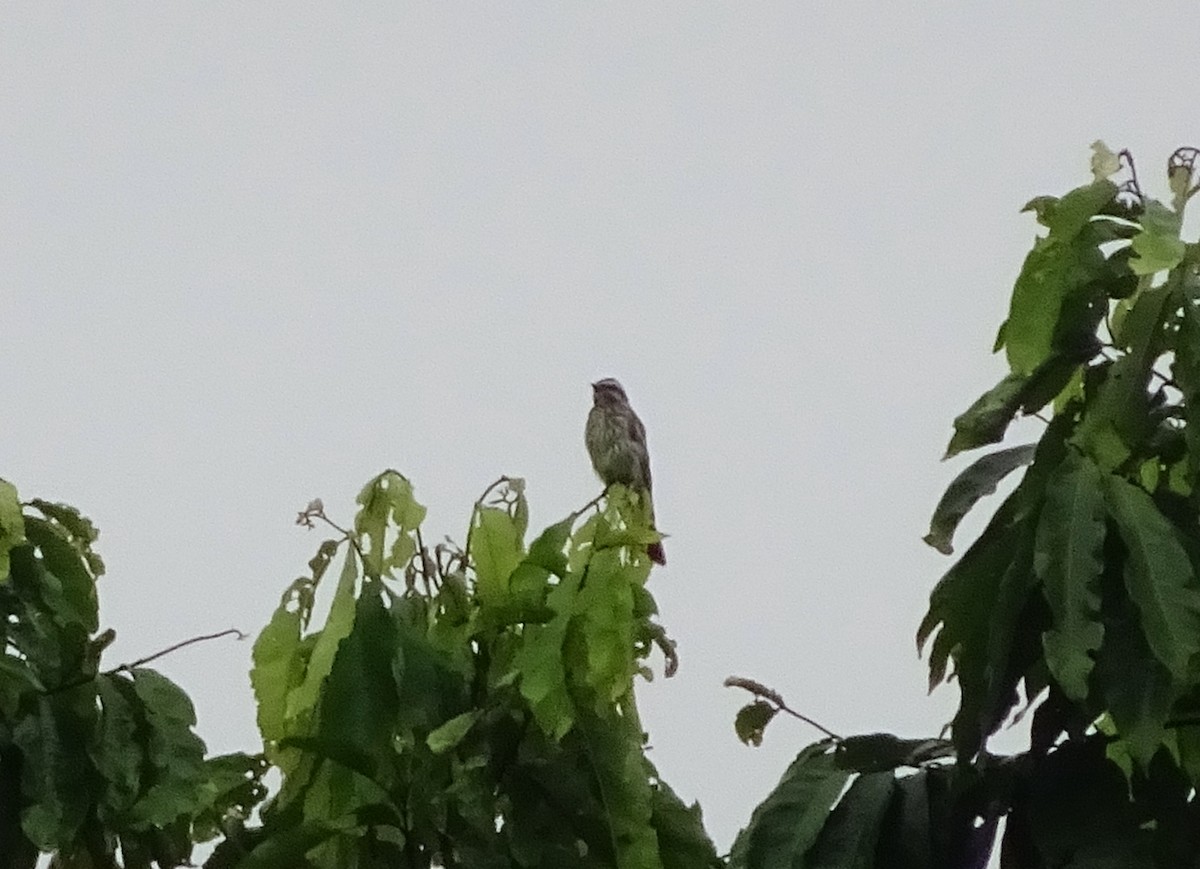 Piratic Flycatcher - Scott Loss