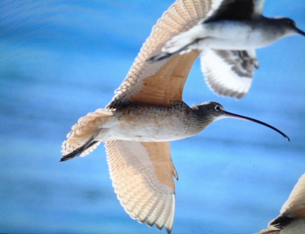 Long-billed Curlew - ML131862771