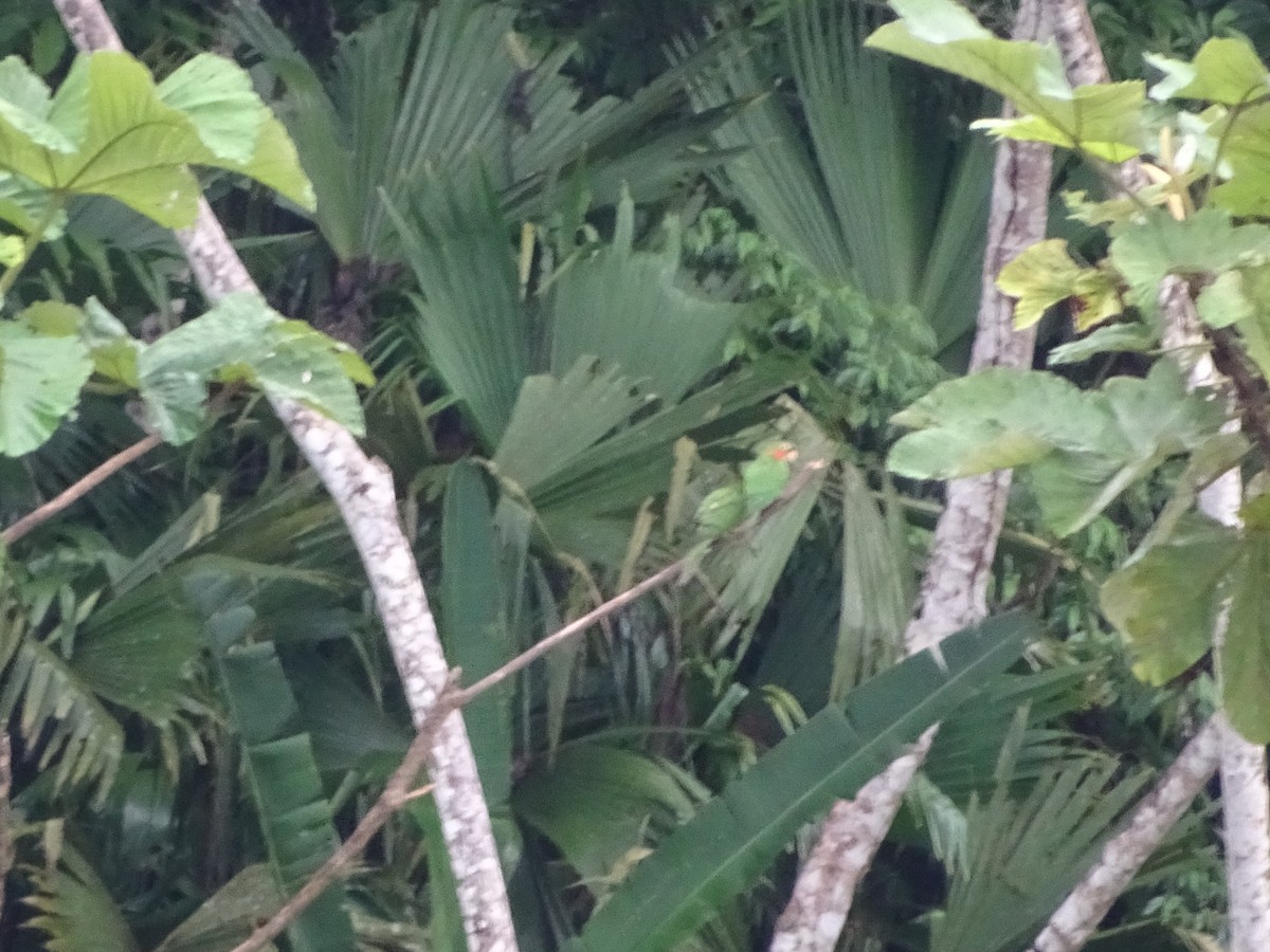 White-eyed Parakeet - Scott Loss