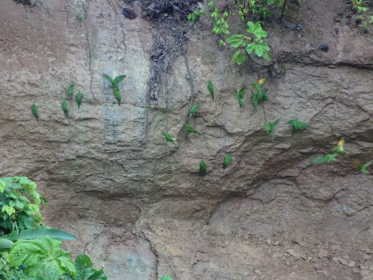 Aratinga Ojiblanca - ML131863021