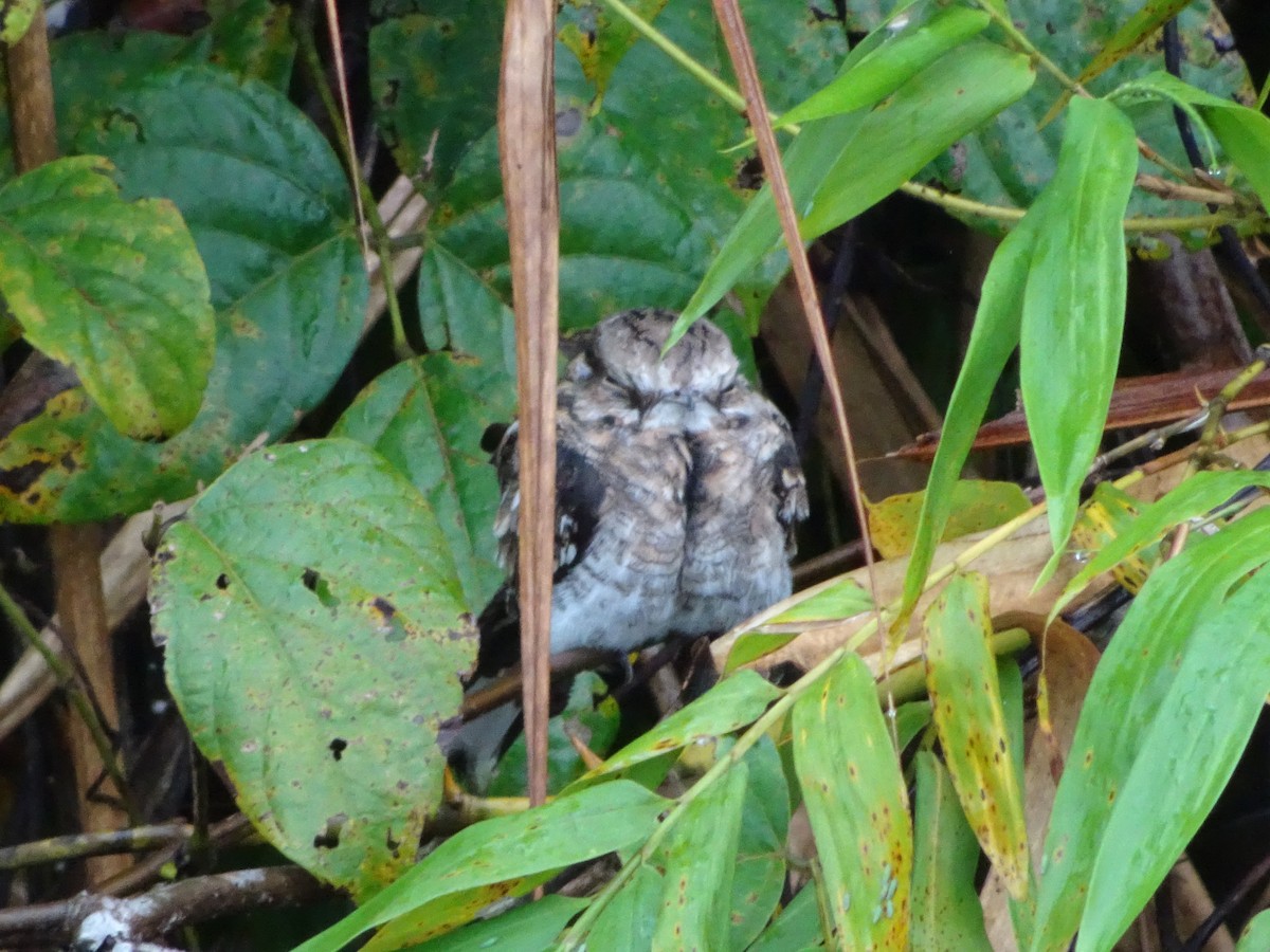 Ladder-tailed Nightjar - ML131863091