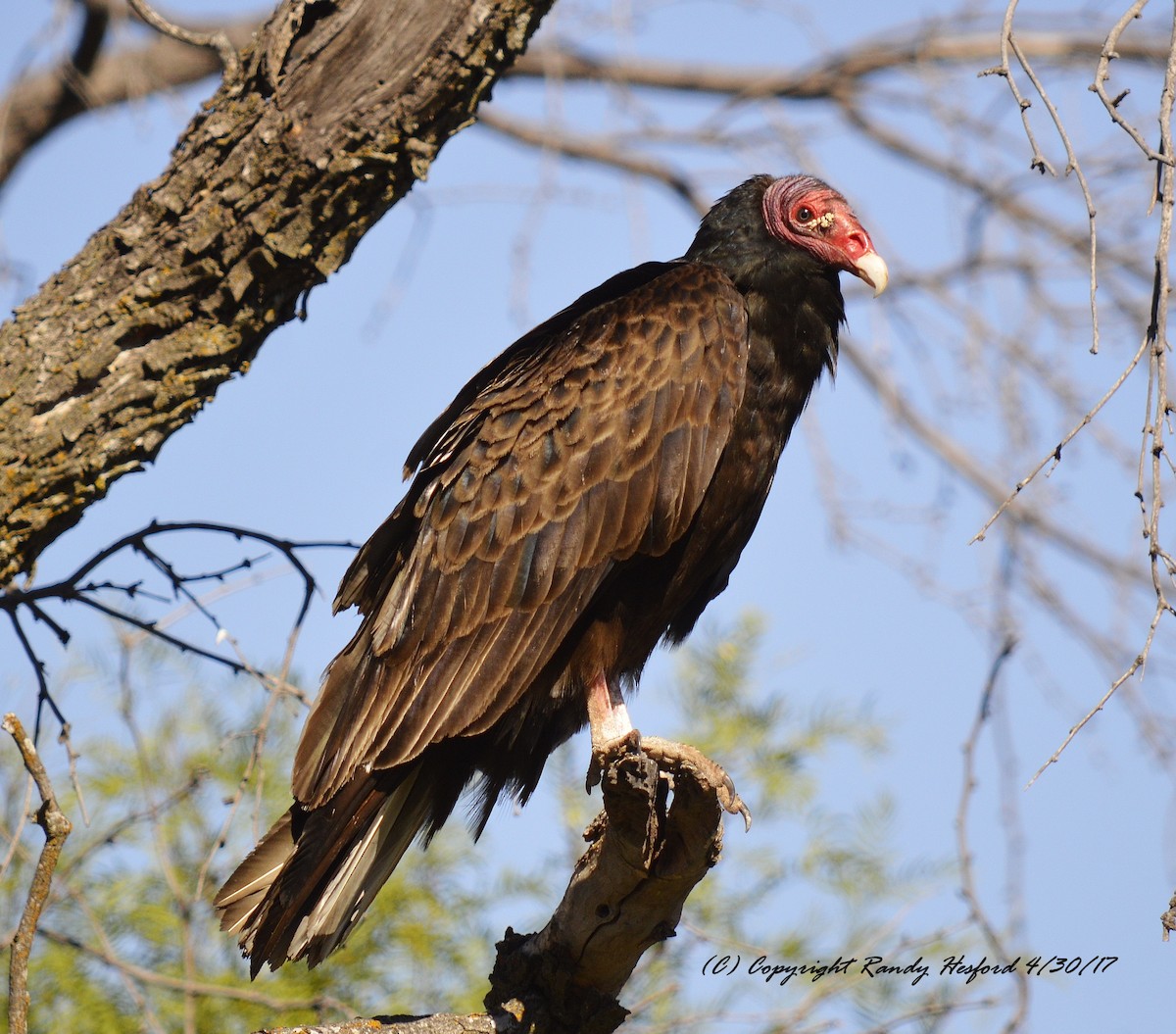 Turkey Vulture - Randy Hesford