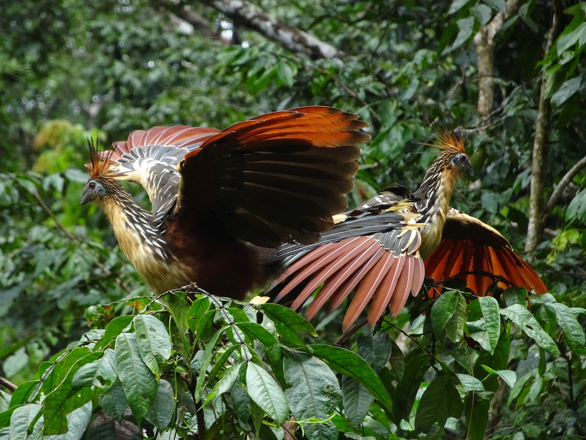 Hoatzin - Scott Loss