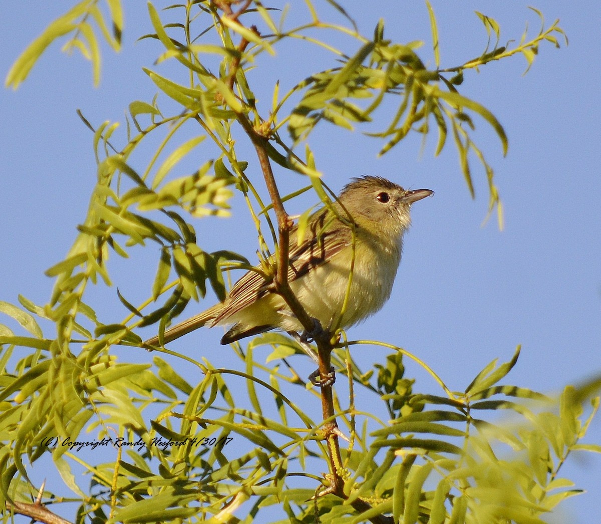 Bell's Vireo - Randy Hesford