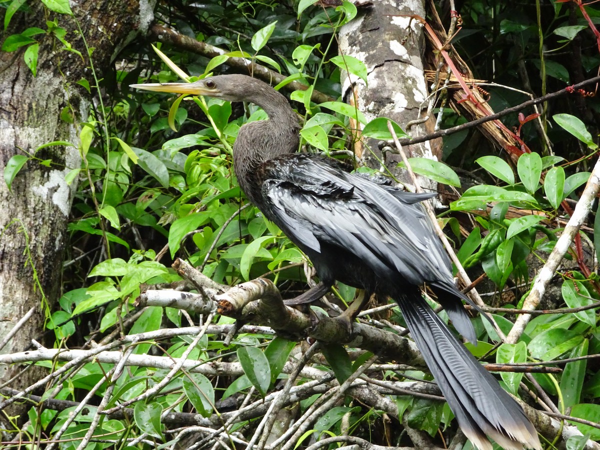 Anhinga Americana - ML131863291