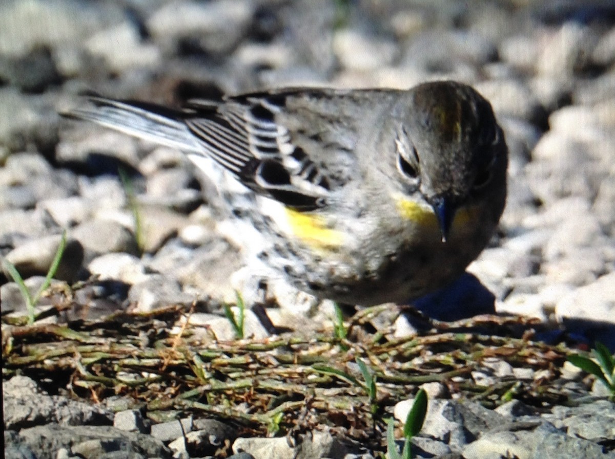 Yellow-rumped Warbler (Audubon's) - ML131863421