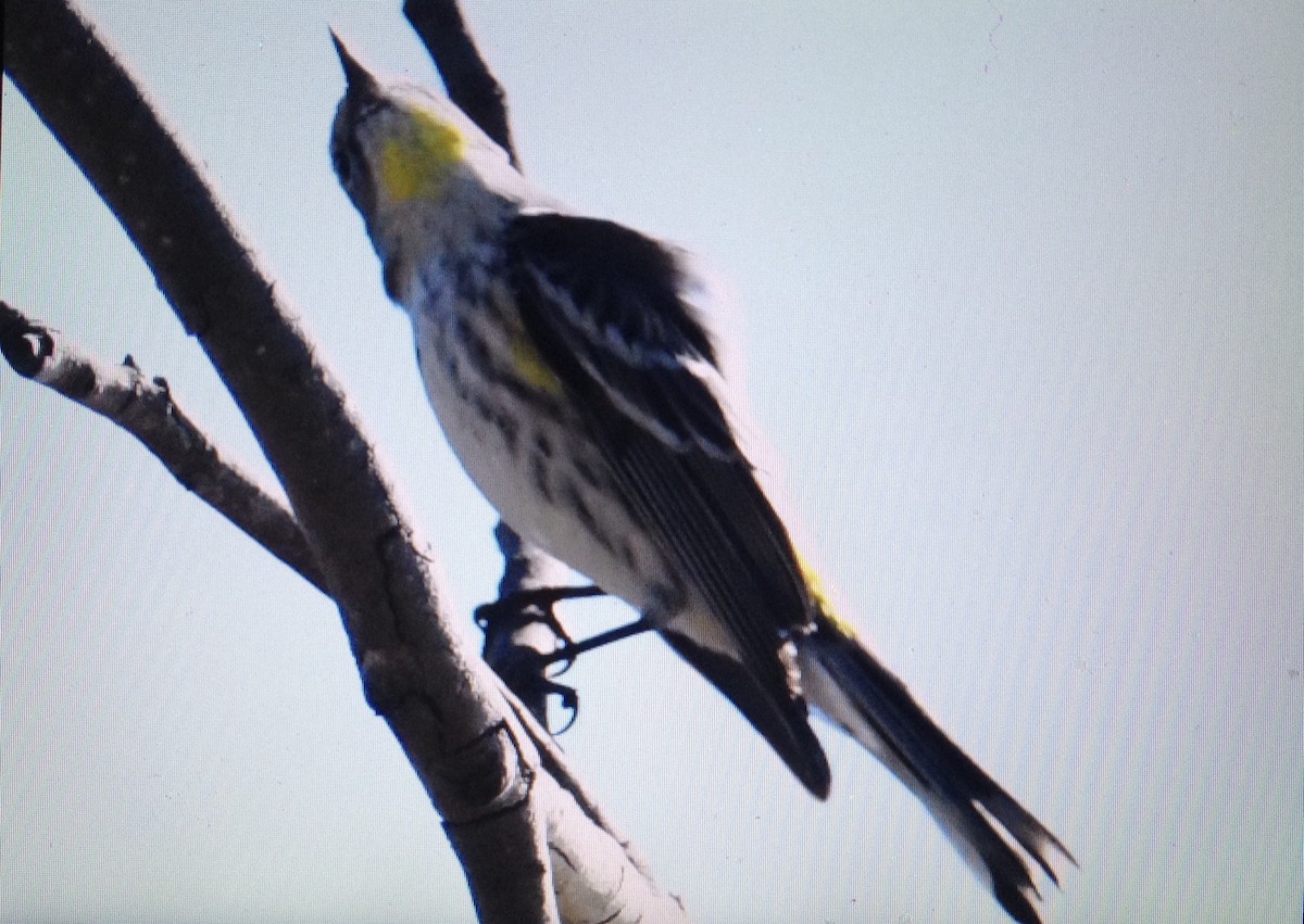 Yellow-rumped Warbler (Audubon's) - ML131863431