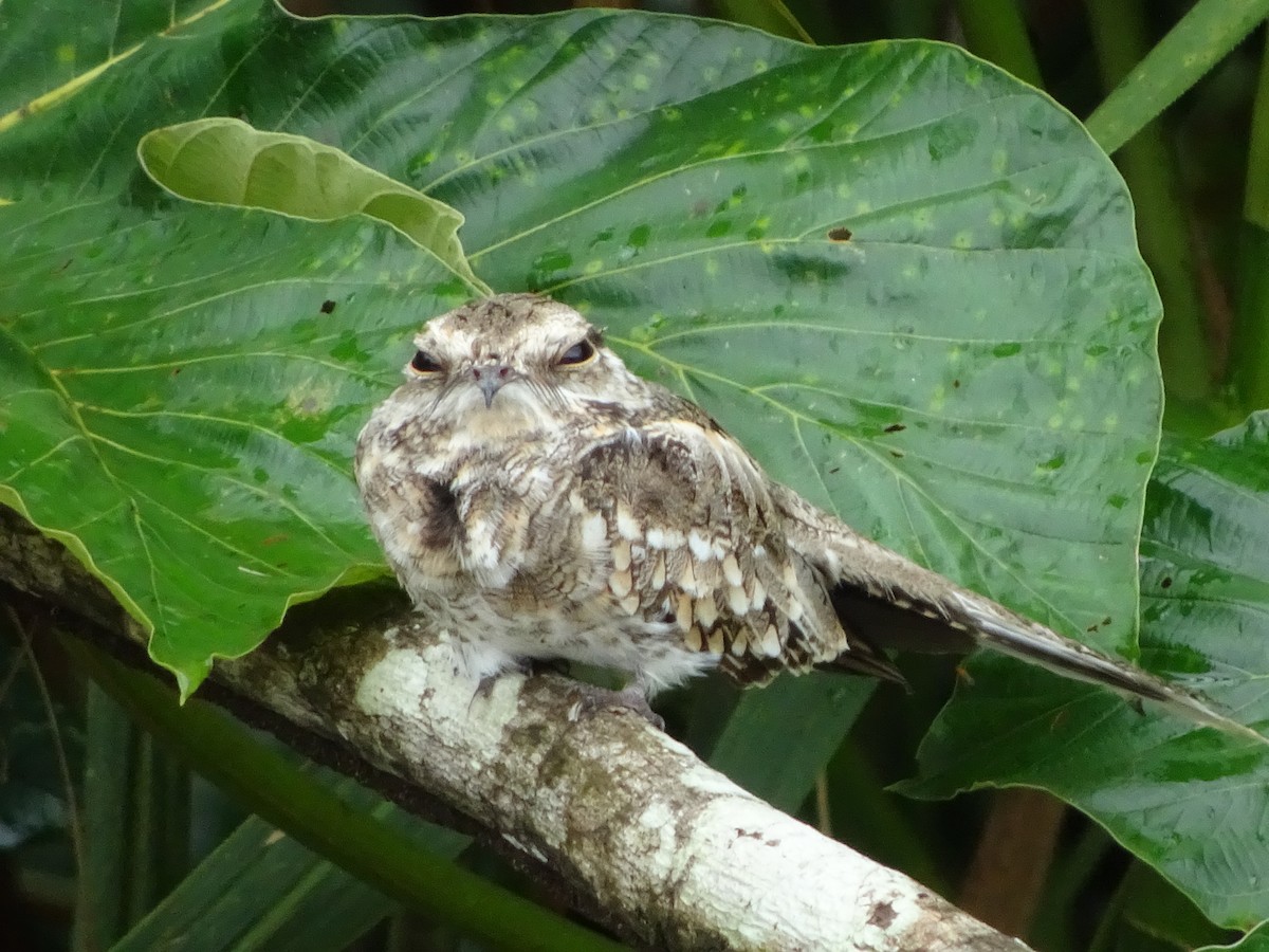 Ladder-tailed Nightjar - Scott Loss