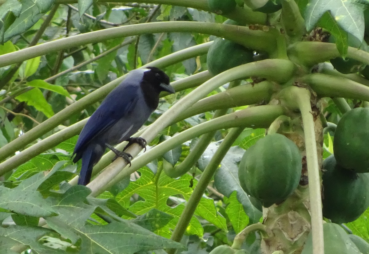 Violaceous Jay - Scott Loss