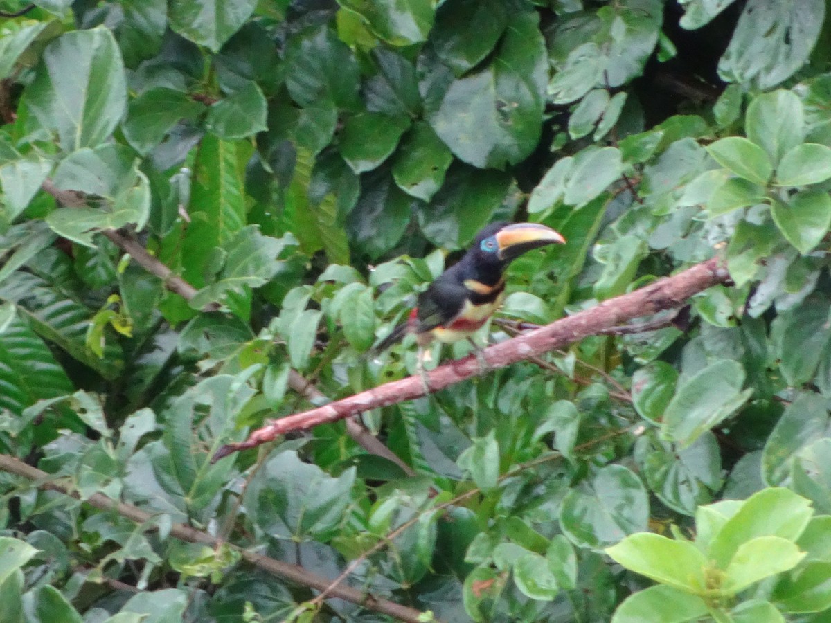 Many-banded Aracari - ML131863731