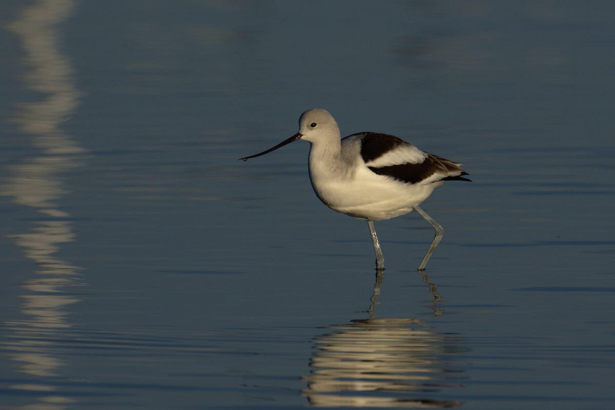 Avocette d'Amérique - ML131864231