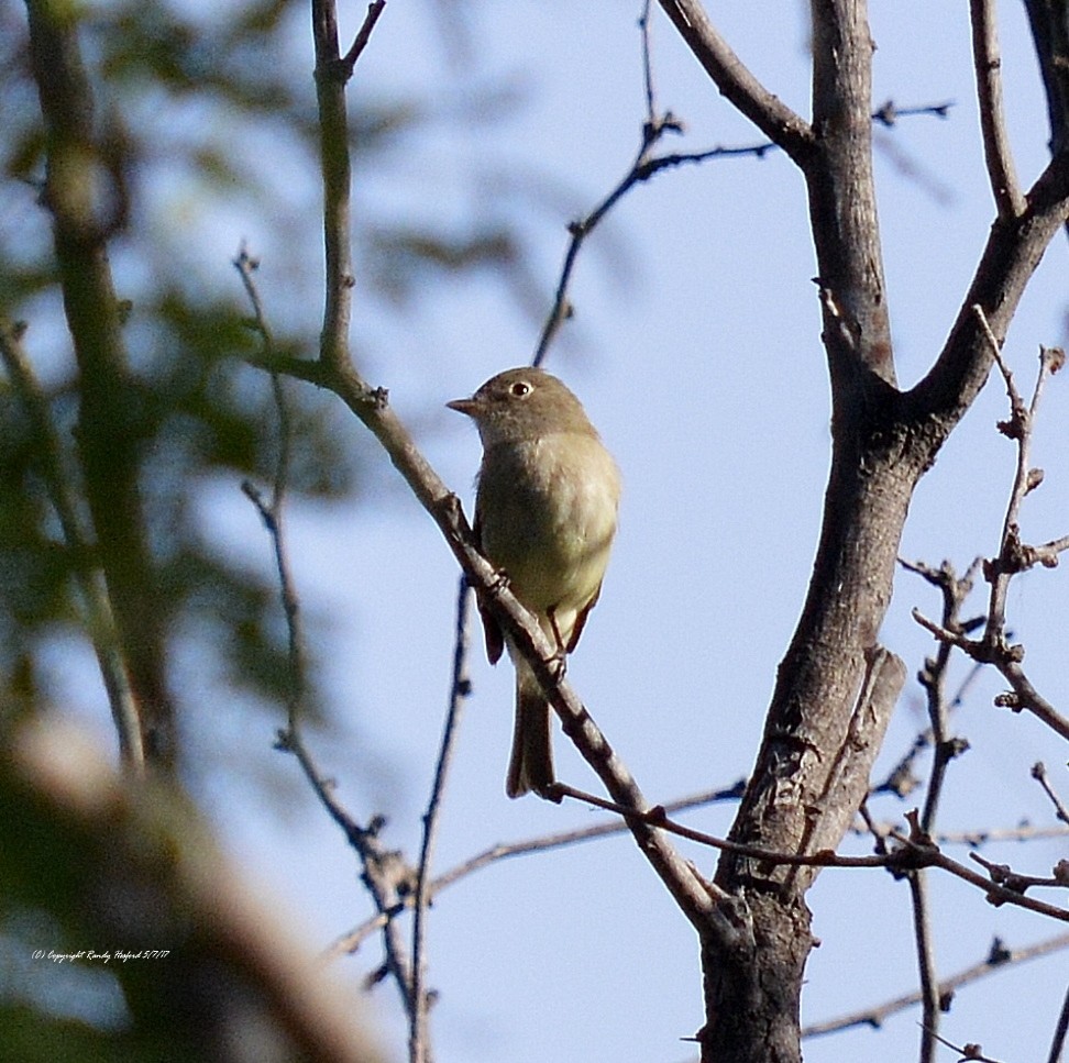 Mosquero Mínimo - ML131864431