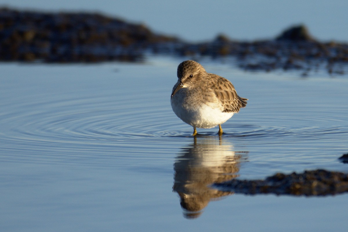 Least Sandpiper - ML131864471