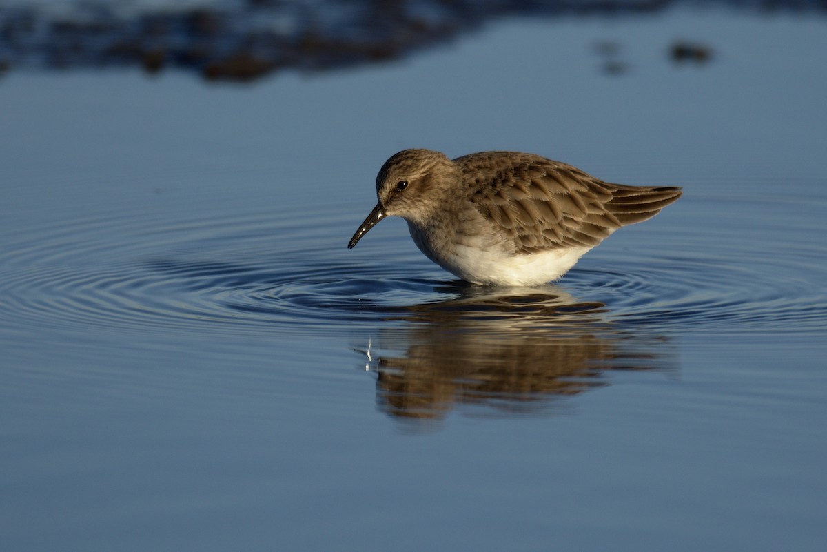 Least Sandpiper - ML131864521