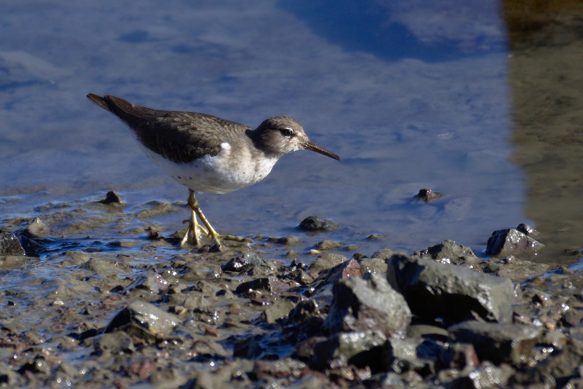 Spotted Sandpiper - ML131864561