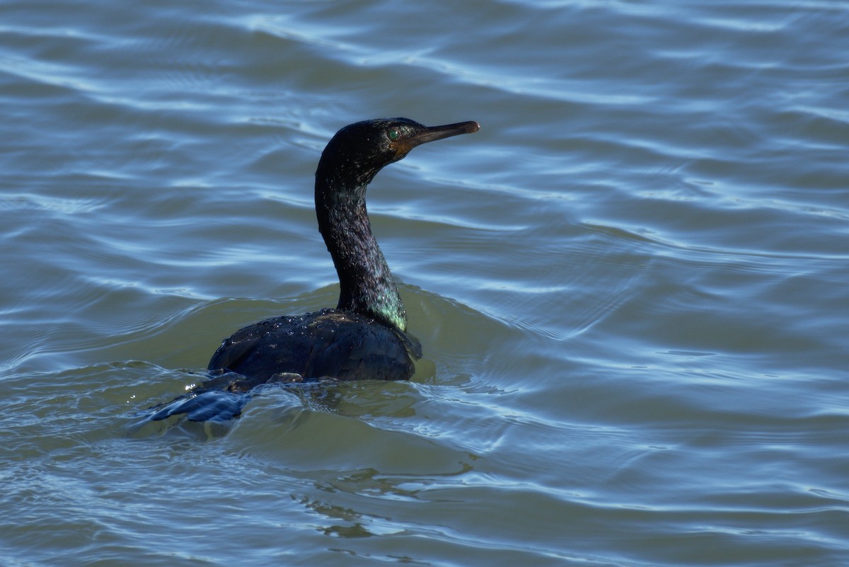 Cormorán Pelágico - ML131864741