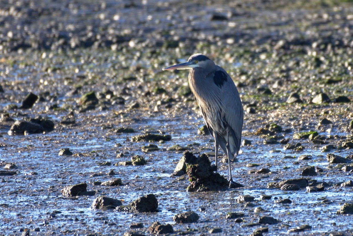 Garza Azulada - ML131864941