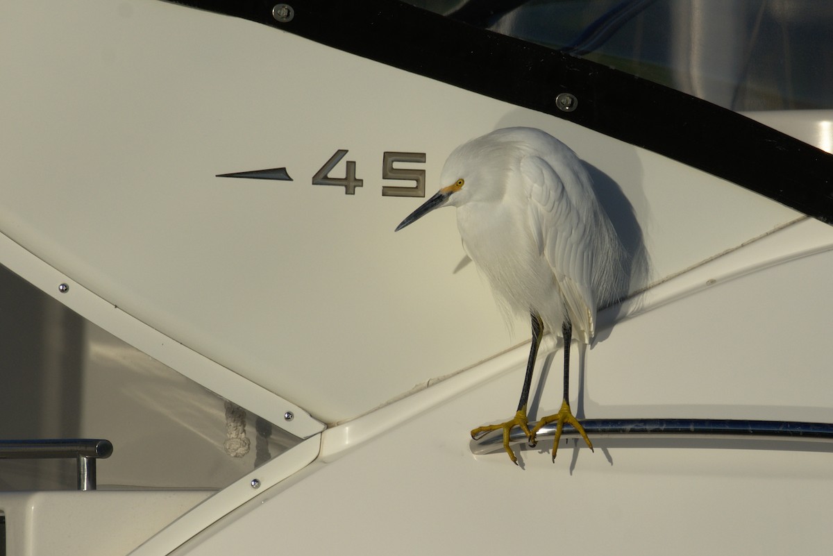 Snowy Egret - ML131865181