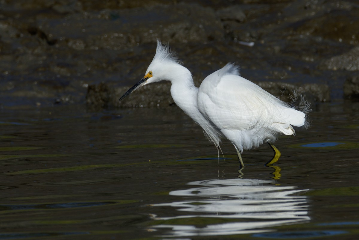 Aigrette neigeuse - ML131865231