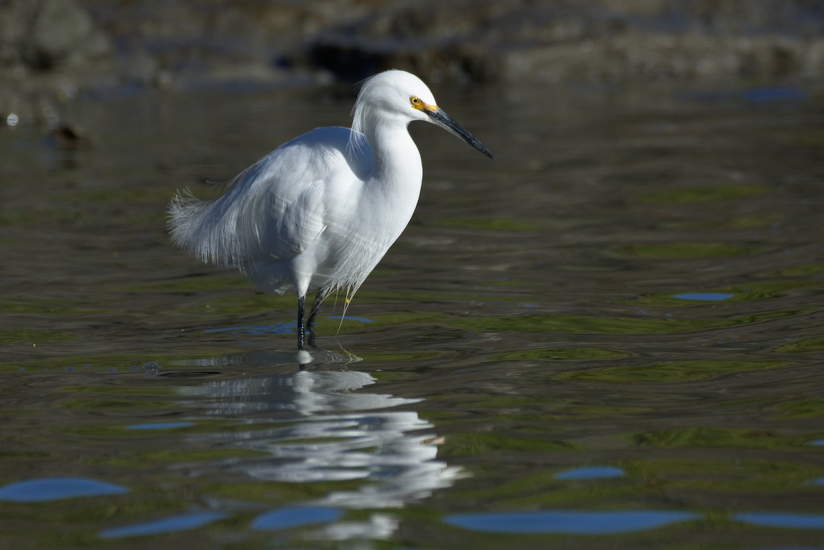 Aigrette neigeuse - ML131865271