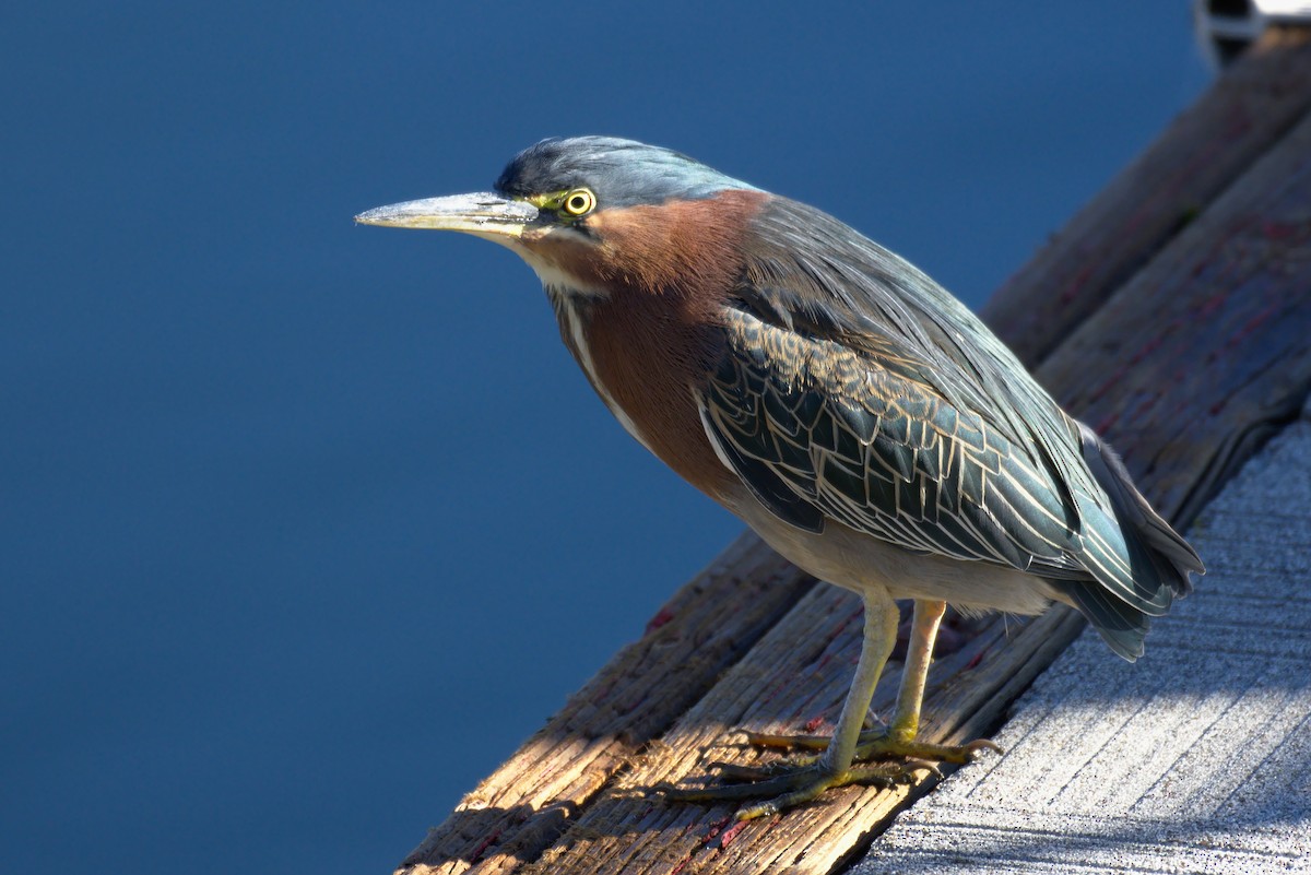 Green Heron - Richard Trinkner