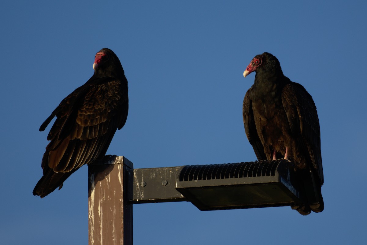 Urubu à tête rouge - ML131865501