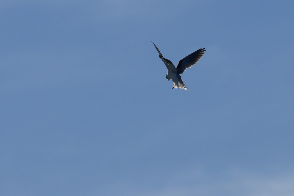 White-tailed Kite - ML131865541