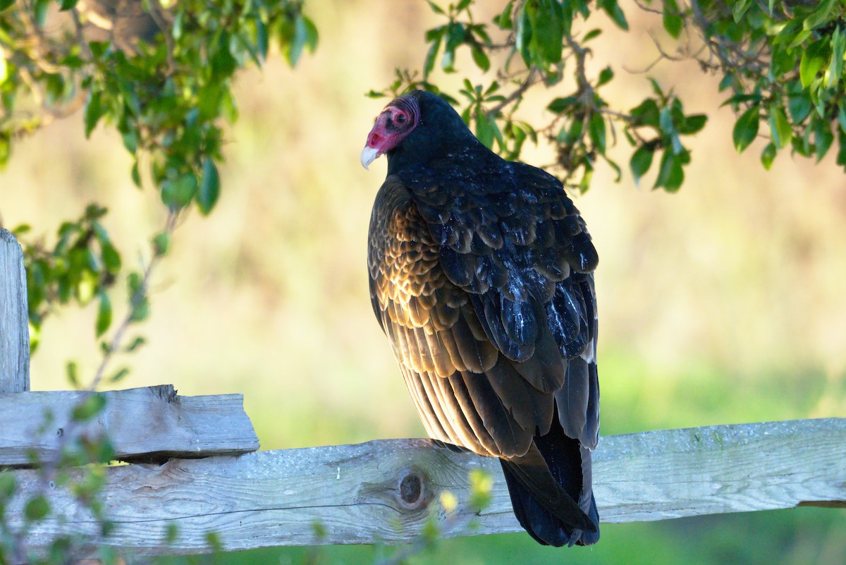 Turkey Vulture - ML131865551