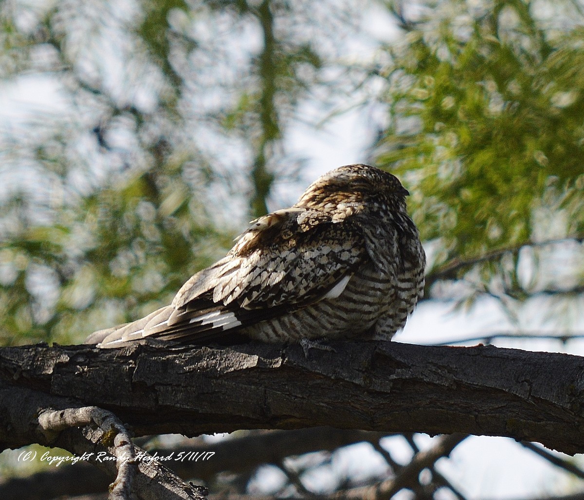 Common Nighthawk - ML131865661