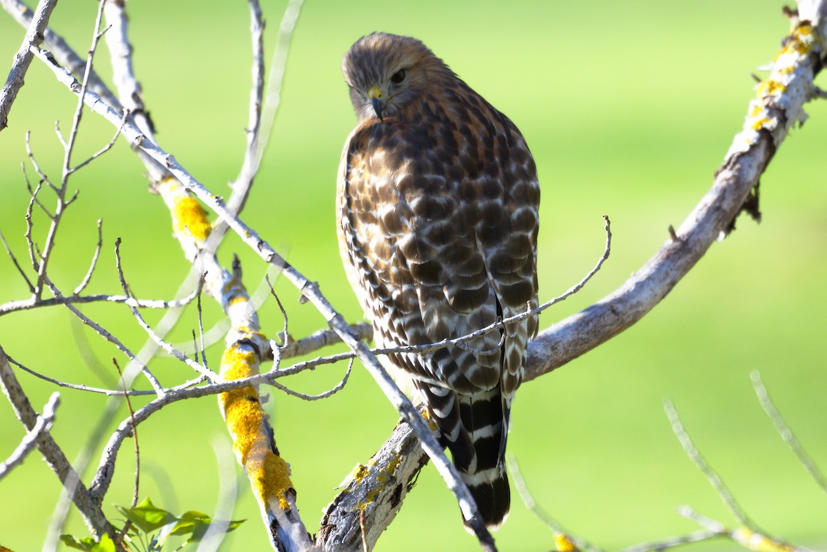 Red-shouldered Hawk - ML131865771