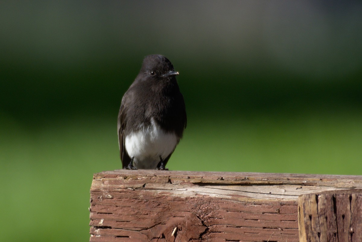 Black Phoebe - ML131865851