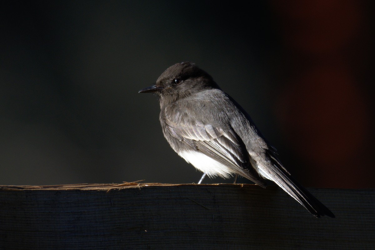 Black Phoebe - ML131865871