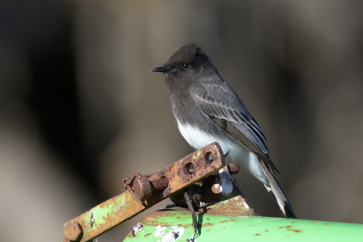 Black Phoebe - ML131865891