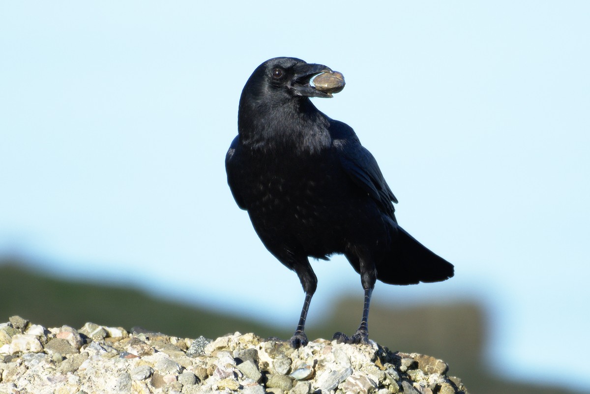 American Crow - Richard Trinkner