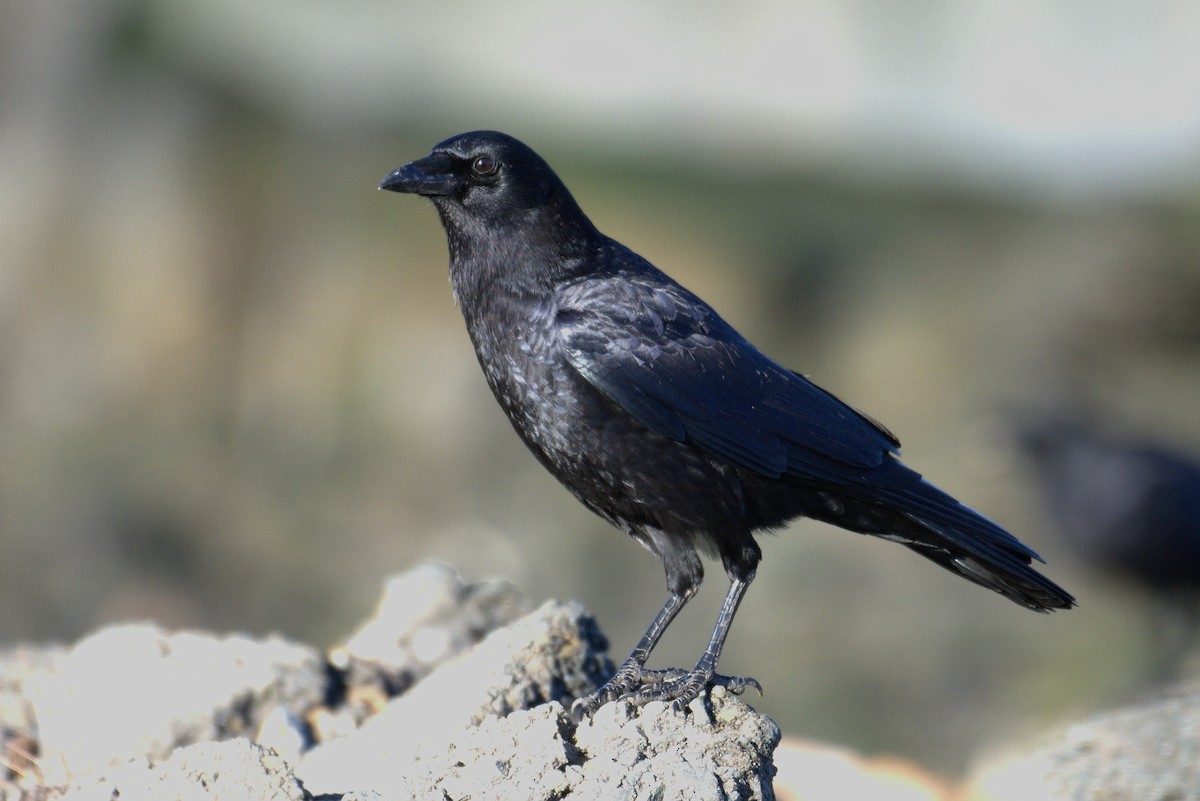 American Crow - ML131866211