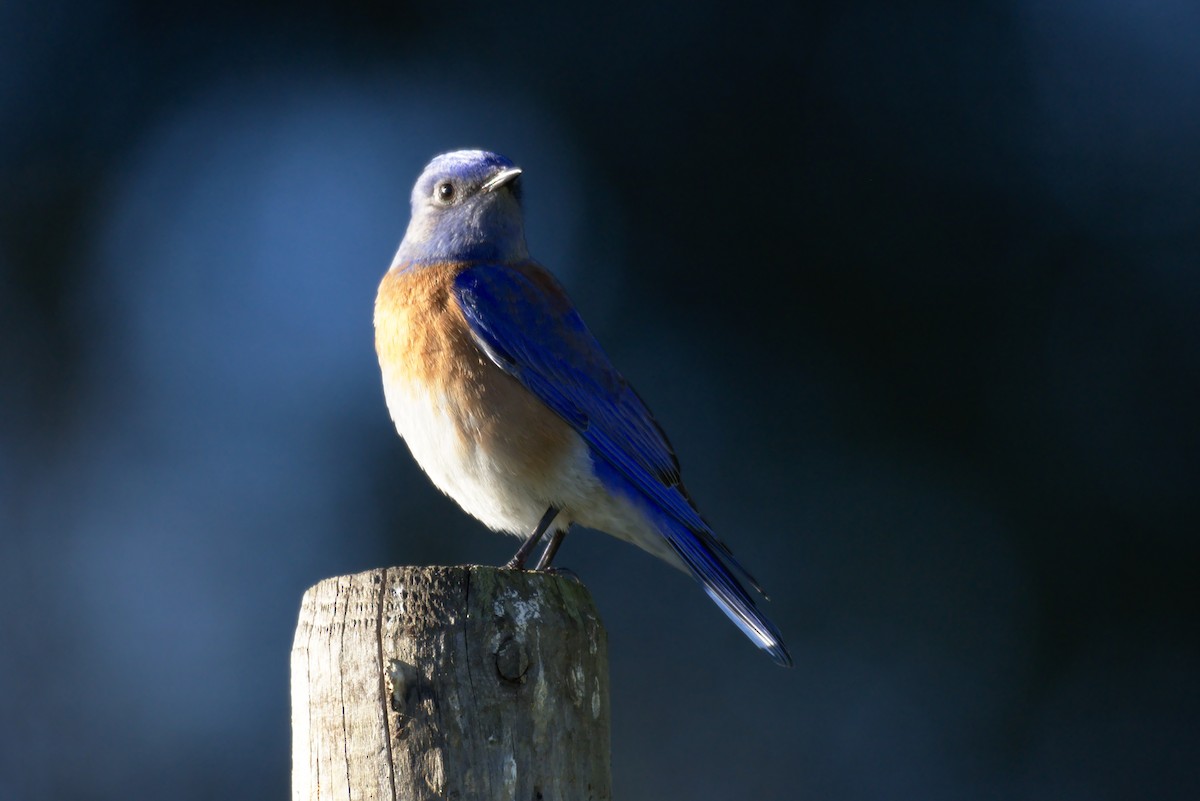 Western Bluebird - ML131866321